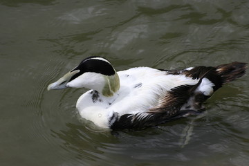 Male Eider duck