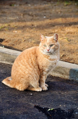 cat walking on the paved road