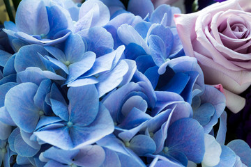 Hydrangea and rose