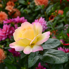 Blumen 510