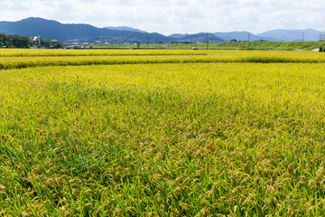 Rice field