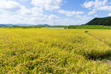 Paddy rice field in blue sky