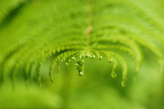 Macro di una foglia di felce