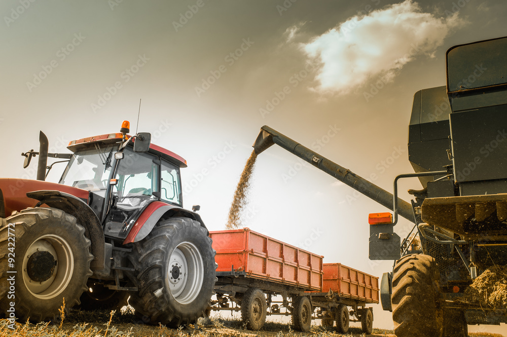 Wall mural Corn harvest