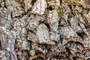Tree bark