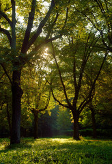 Fototapeta premium Moregnsonne im Laubwald
