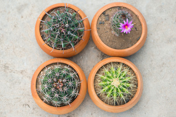 Fototapeta na wymiar Cactus in flower pot on concrete floor
