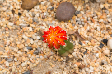 Cactus beautiful colors