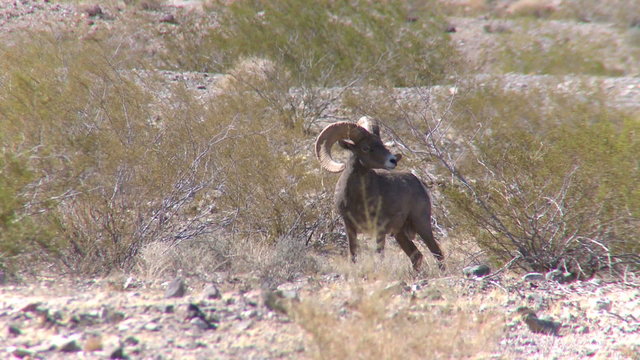 Big Horn Sheep in a valley