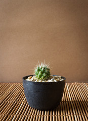 Mini cactus on bamboo screen. Japanese style.