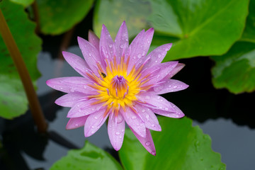 Purple lotus.