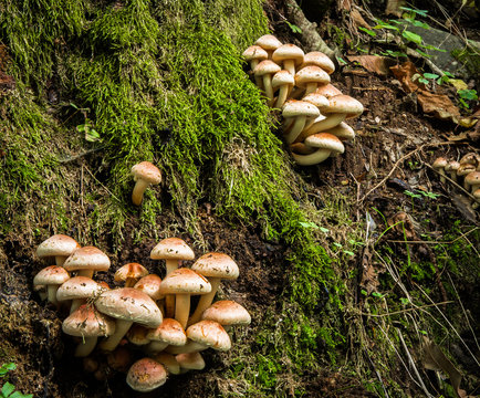 little mushrooms in the wood