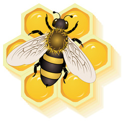 working bee on honey cells vector eps 10