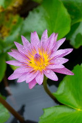 Fototapeta premium Purple lotus.