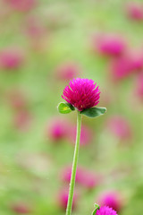 Globe amaranth