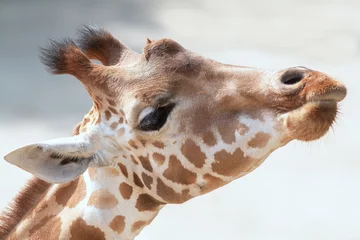 Crédence de cuisine en verre imprimé Girafe Tête de girafe en gros plan 