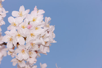 満開の桜の花　
