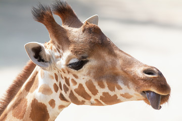 Obraz premium Tête de girafe en gros plan 