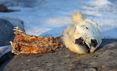 Head of the dead polar bear - young bear was killed by adult male bear