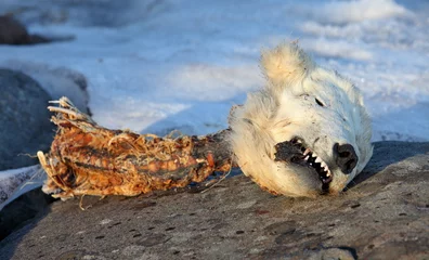 Rolgordijnen Ijsbeer Hoofd van de dode ijsbeer - jonge beer werd gedood door volwassen mannelijke beer