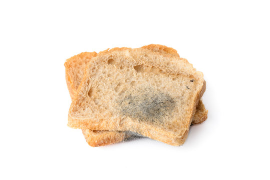black mold on a bread