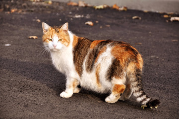 cat walking on the paved road