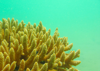 Coral in asia © tonguy324
