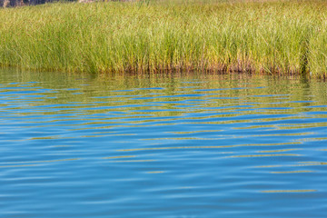 Lake water with reed