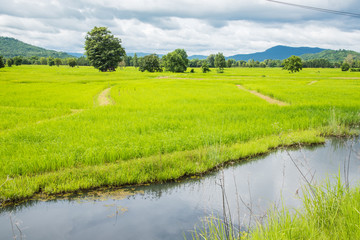 Fototapeta na wymiar eautiful paddy rice green field and mountain