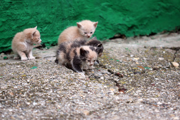 abandoned kittens on the street