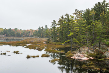 A stony bog edge with multicoloured fall trees at Killarney