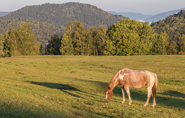 Cheval