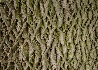 Gray with green bark texture