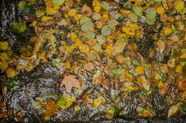 Autumn leafs in the puddle