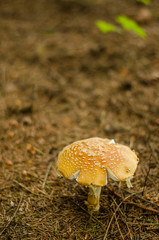 One mushroom in the dark rainy autumn forest