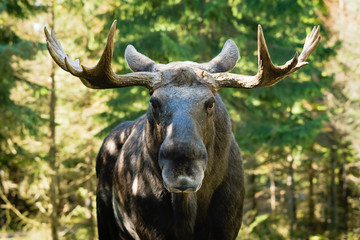 Naklejka premium Moose (Alces alces)
