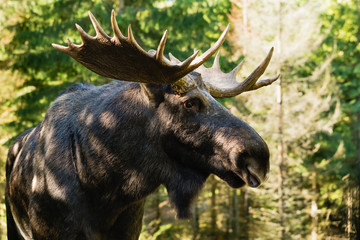 Obraz premium Moose (Alces alces)