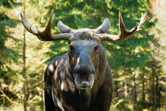 Fototapeta Moose (Alces alces)