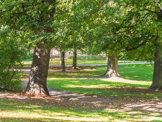 Herbstlaub unter Bäumen