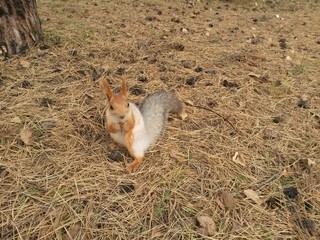 Squirrel in the forest