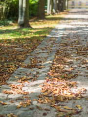 Herbstlaub unter Bäumen