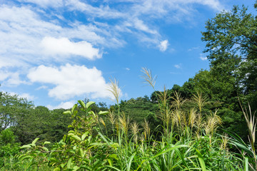 Silver grass