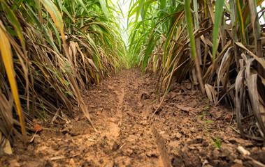sugar cane field