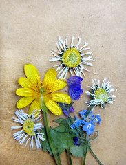Floral vintage card. Bouquet dried chamomiles, forget-me-not, daisy and buttercup flowers on the craft paper background. Vintage background with dry herbarium plants.