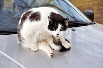 cat sitting on the roof of the car