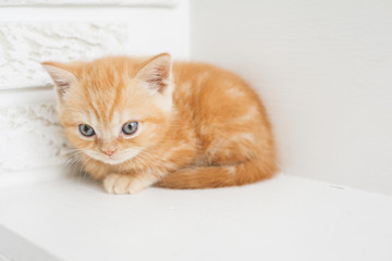 котенок британский рыжий