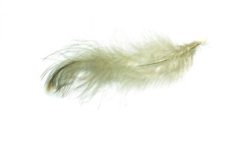 soft feather light brown isolated on white background