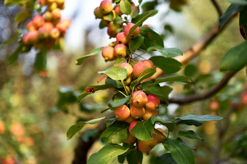 果园里的水果 Fruit in the orchard