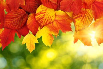 autumn leaves background