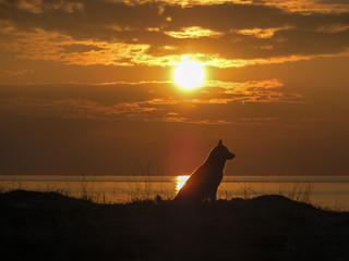 dog's silhouette at sunset